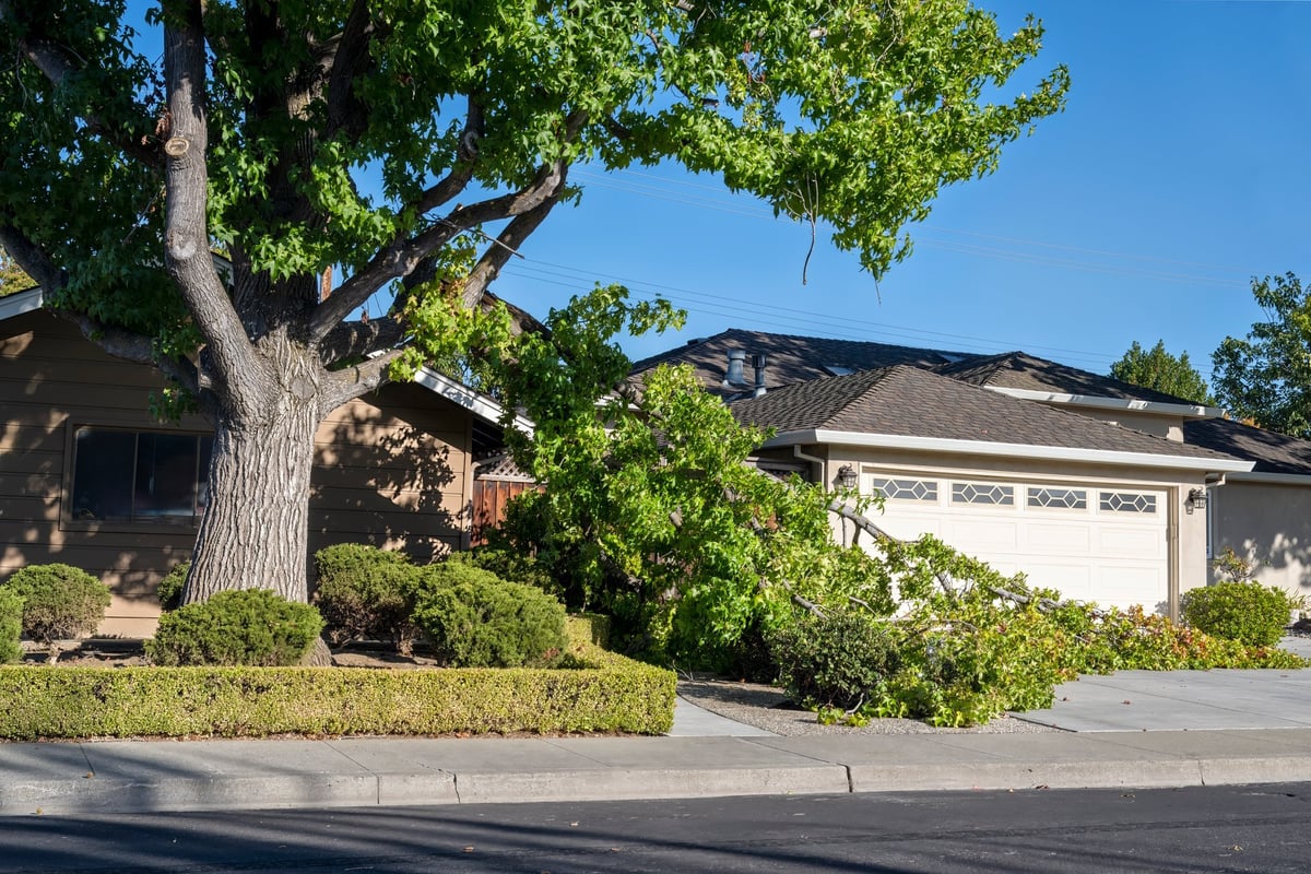 A large dangerous fallen tree branch in a residential neighborhood after a storm