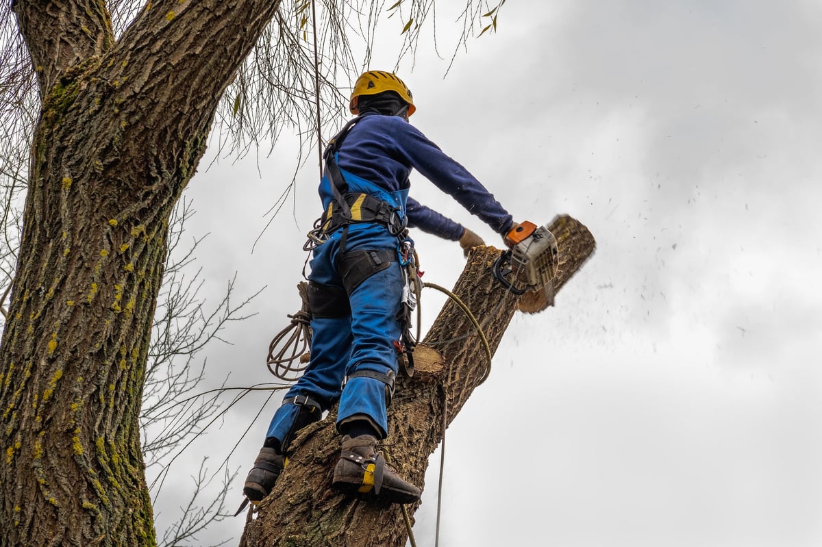 Professional arborist removing a hazardous tree with a chainsaw, wearing roping and equipment
