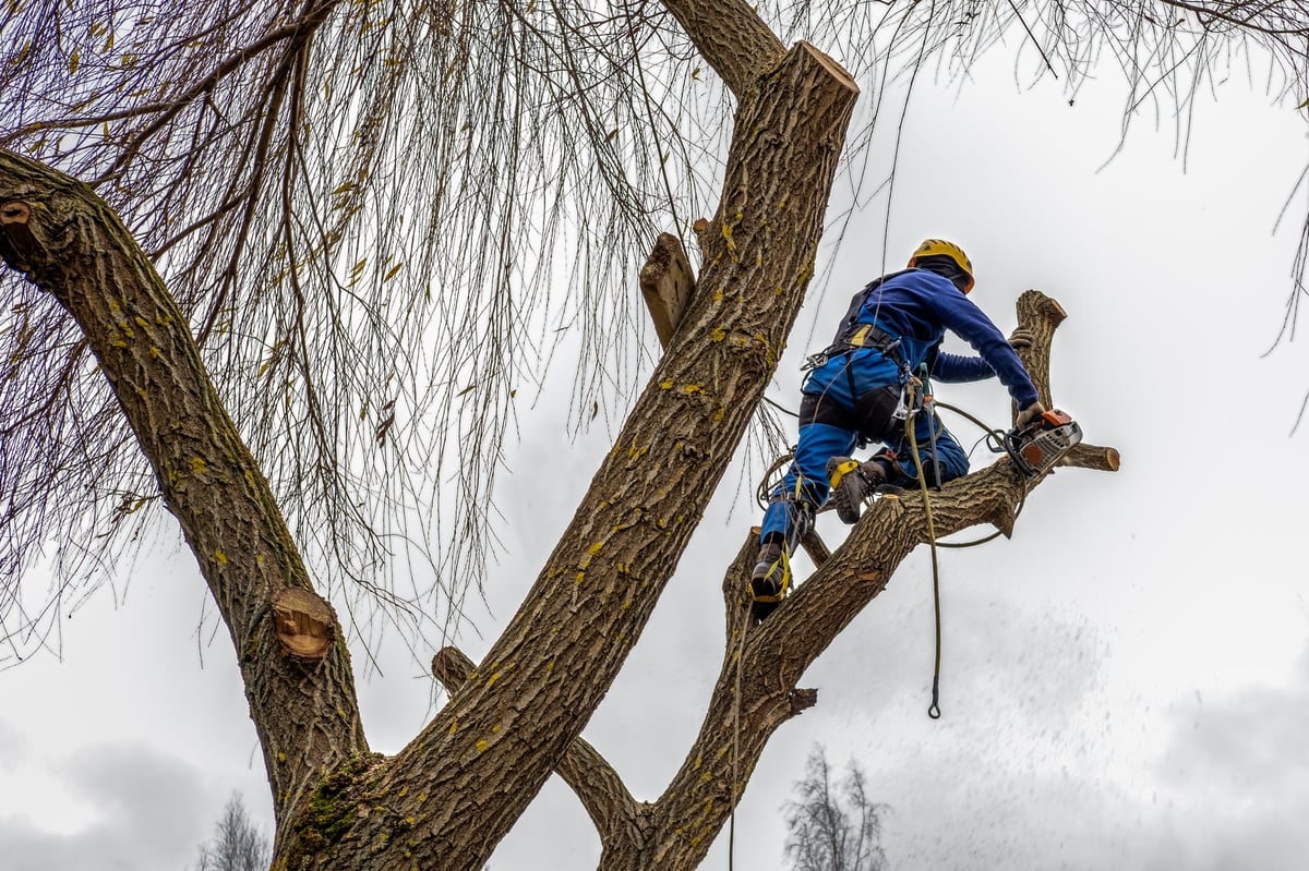 A professional arborist working on a tall tree with ropes and equipment
