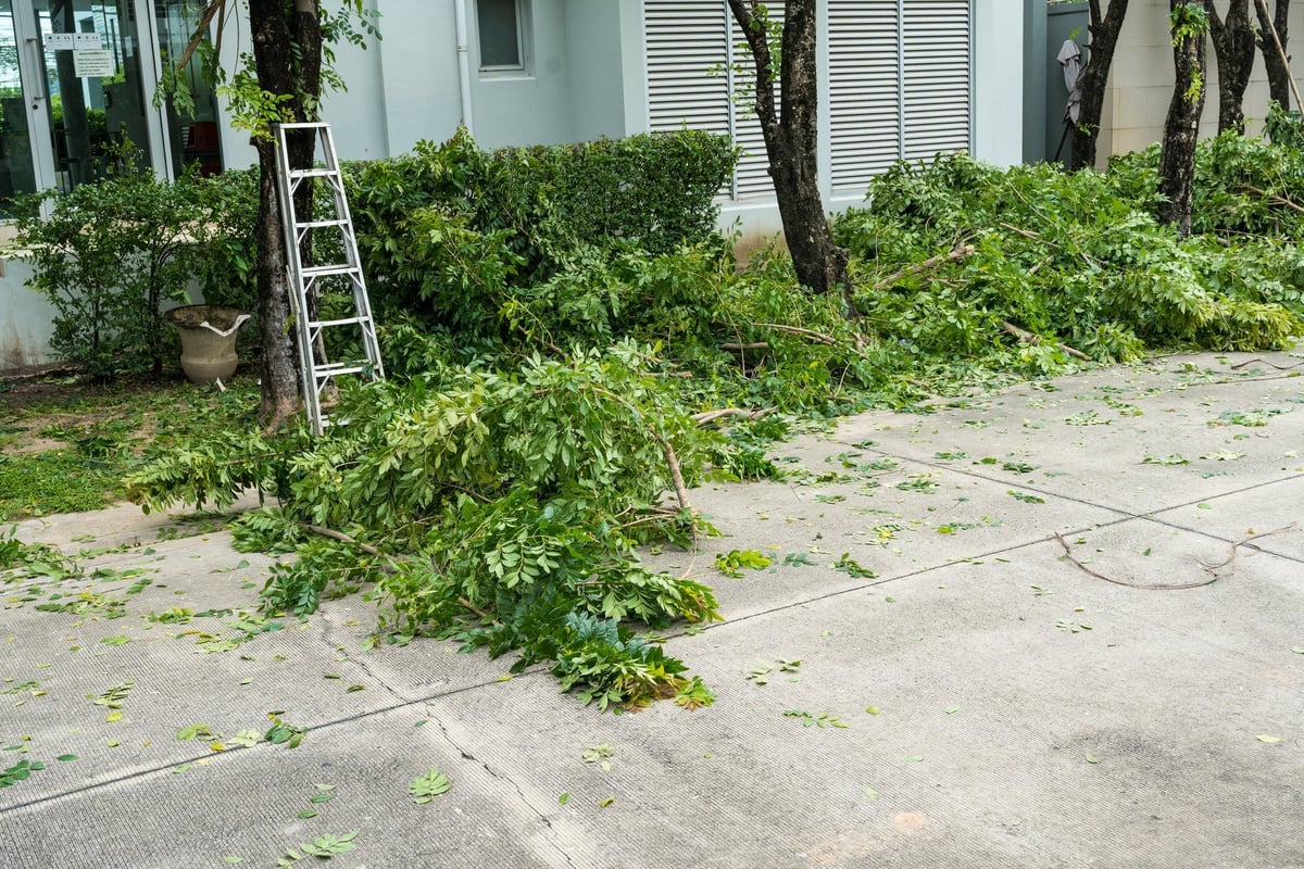 Excess pruned tree branches on the ground after maintenance work