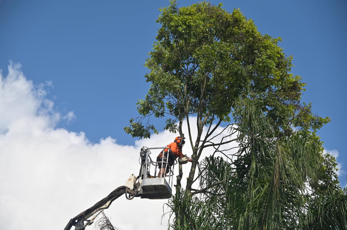 Arborists cutting a branch of a tree with a chainsaw using a truck-mounted lift