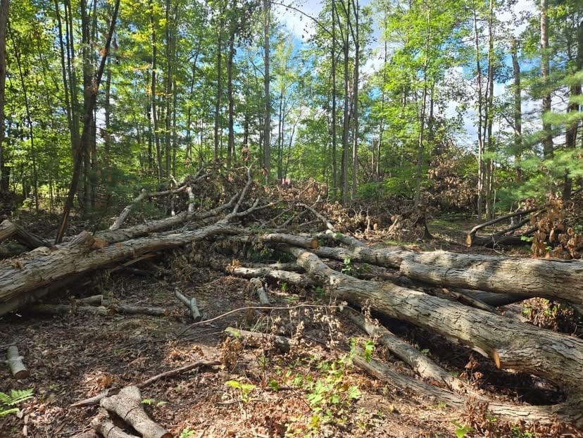 Fallen logs and dead wood scattered on forest floor amid tall trees and green vegetation